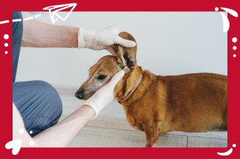 perro-senior2.jpg